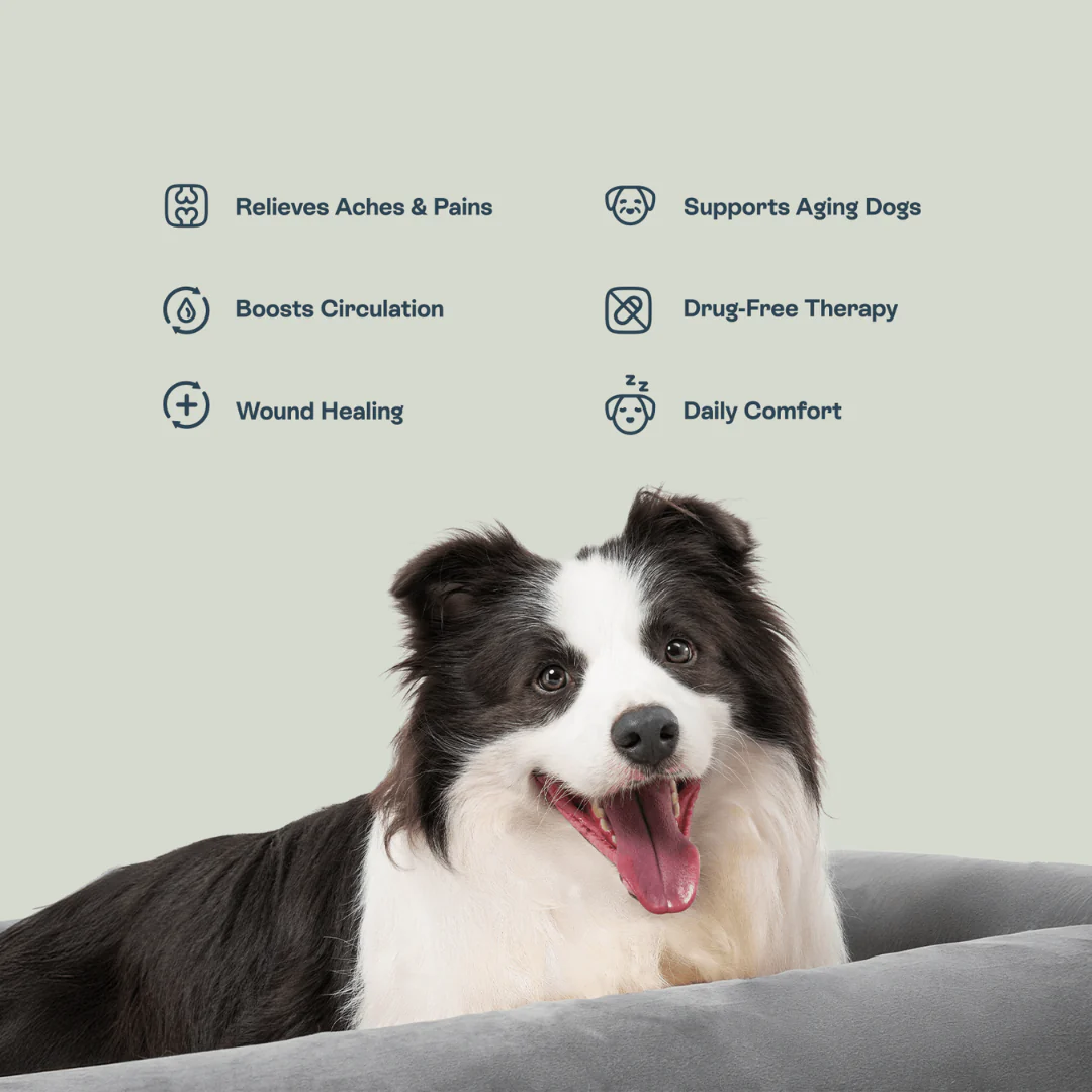 Beddie Pet Therapy Bed - Image 6
