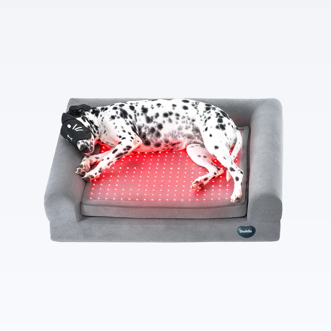Beddie Pet Therapy Bed - Image 8