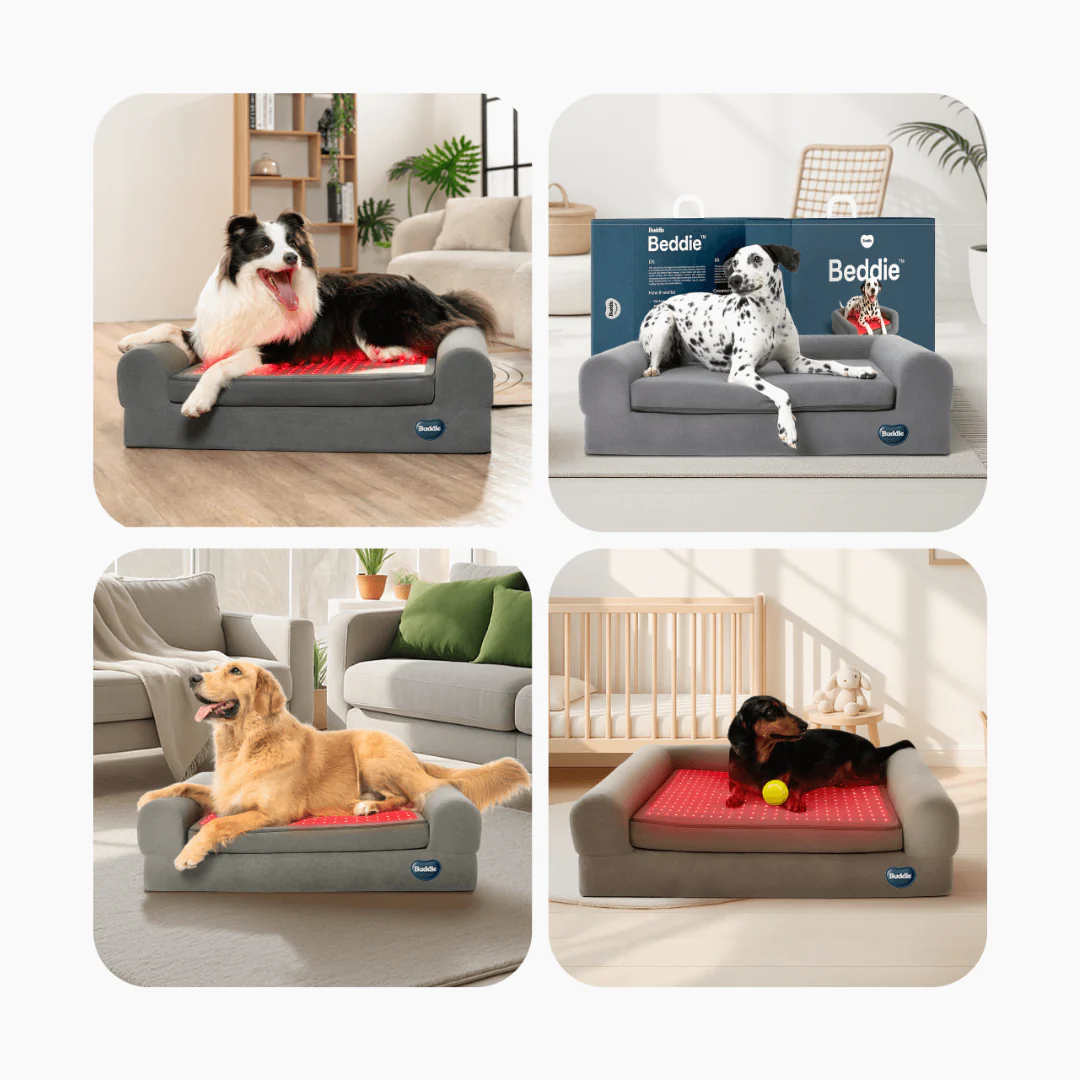 Beddie Pet Therapy Bed - Image 9